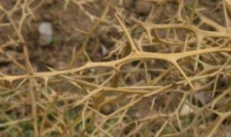 刺 荆棘 在线观看,在线观看，探寻人生坎坷与成长之旅